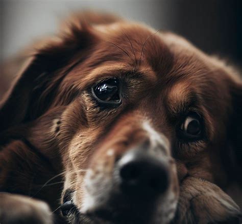 Is Your Dog Stressed Look Out For These 9 Warning Signs By Patricia