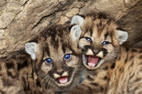 Cougar Cubs Make Their Debut Monline