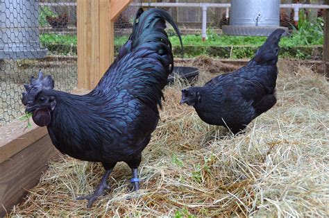 Ayam Cemani Is An Uncommon And Relatively Modern Breed Of Chicken From