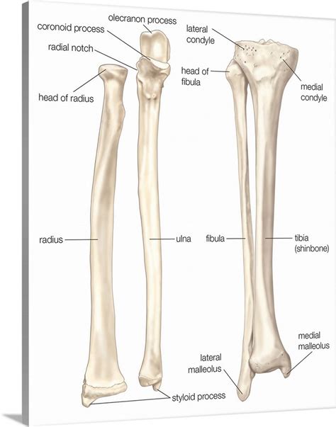 Upper leg bones diagram it s a lineup of leg bones and molars of different north american huxley. Comparison of bones of forearm and lower leg - anterior ...