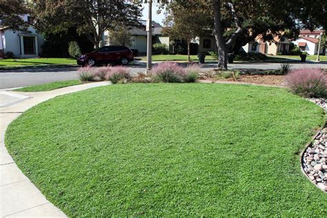 Drought Tolerant Lawn Alternatives A Sustainable Solution For Your Garden