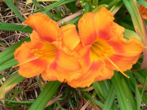 Daylily Hemerocallis Orange Forever In The Daylilies Database