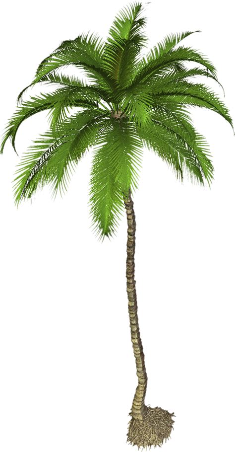 Best Coconut Tree Palm Clipart Png Transparent Background Free