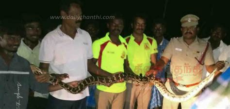 A 12 Feet Long Python Was Caught While Strolling On The Road சாலையில்