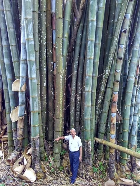 Some Of The Largest Timber Bamboo Can Grow Over 30 M 98 Ft Tall And