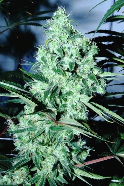 Blue Dream Elev8 Seeds Cannabis Strain Info