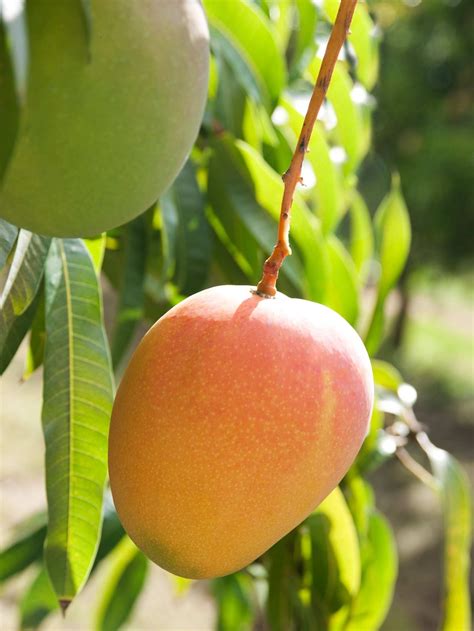 A Record Year For Honey Gold Mangoes Abc News