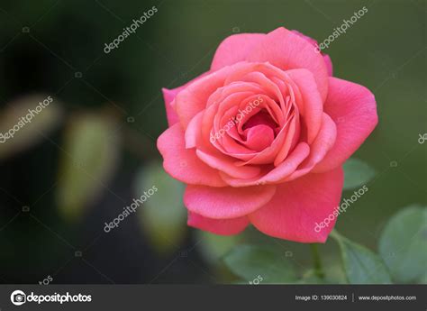 Beautiful Pink Rose Stock Photo By ©ebfoto 139030824