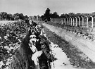 campo de concentración de neuengamme - 20 abril 1945 | Eventos ...