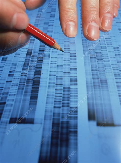 Examining Dna Sequence Stock Image G2100160 Science Photo Library
