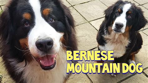 Happy Bernese Mountain Dogs Albert And Olly Compilation 버니즈 마운틴 독 Youtube