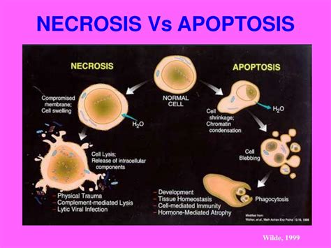 Ppt Apoptosis An Overview Powerpoint Presentation Free Download