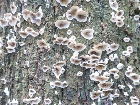White Fungus Growing On A Dead Tree Stem Stock Image Image Of Nature