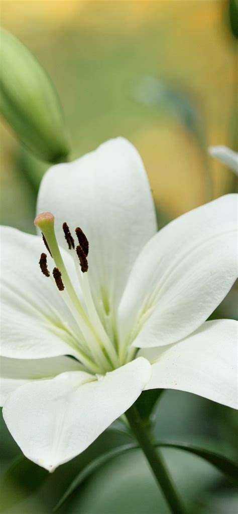 White Lily Flowers Close Up 828x1792 Iphone 11xr Wallpaper Background