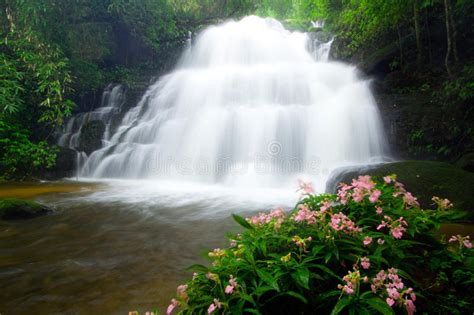 Mun Daeng Waterfall And Rare Flower On Tropical Stock Photo Image Of