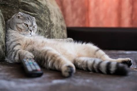Cat Tv Should Your Cat Be Watching Pd Insurance Nz