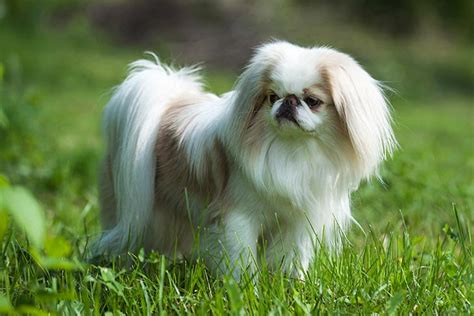 How To Train A Japanese Chin