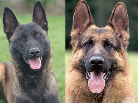 Belgian Malinois Vs German Shepherd Which Dog Makes The Perfect Pet