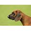 Bavarian Mountain Hound Dog Breed » Everything About 