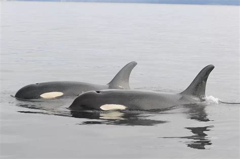Southern Resident Killer Whales Smithsonian Ocean