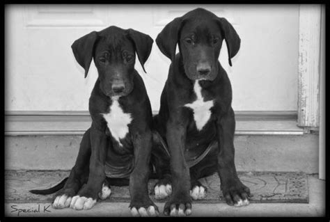 Great Dane Mix With Labrador Dog Facts Black Labrador Dog Great
