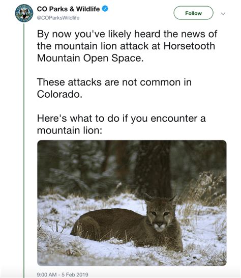 What To Do If You Encounter A Mountain Lion Flylords Mag