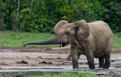 African Bush Elephant Vs African Forest Elephant 15 Differences