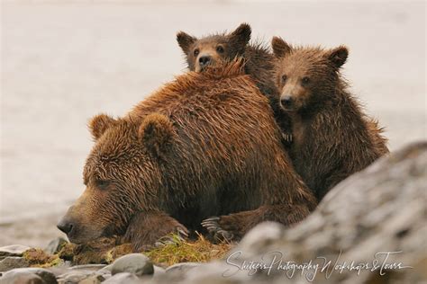 Two Bear Cubs Playing On Their Napping Mother Shetzers Photography