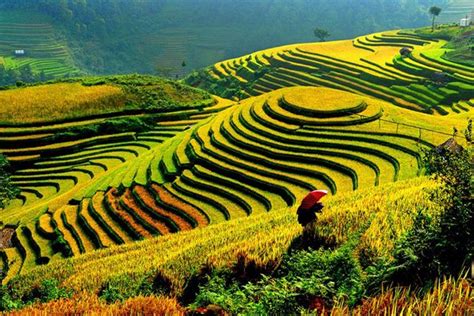 Best Places To See Amazing Rice Terraces In Vietnam