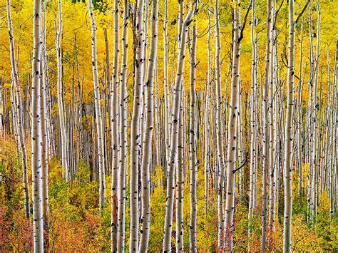 Pando The One Tree Forest