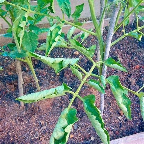Why Are The Leaves On My Tomato Plant Curling By Jim Hole — Holes