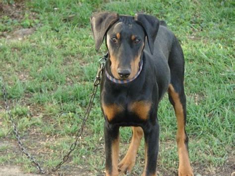 Akc Registered Doberman Pinscher Male 6 Months Old For Sale In