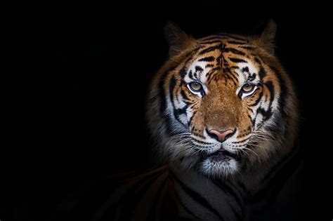 Portrait Of Tiger Stock Photo Download Image Now Istock