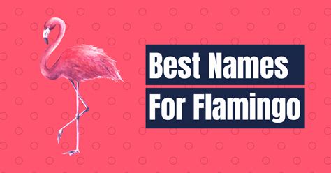 160 Best Names For Flamingo For Male And Female Names Cherry