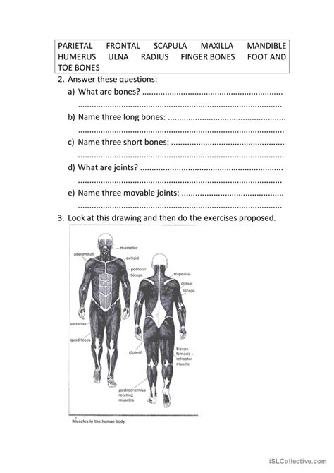 The Musculoskeletal System English Esl Worksheets Pdf And Doc