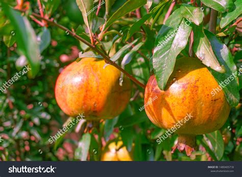 Pomegranate Punica Granatum Called Anar Dalim Stock Photo 1480405718