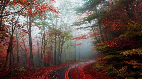 An Empty Leaf Covered Road Winding Through An Autumn Forest In Blowing
