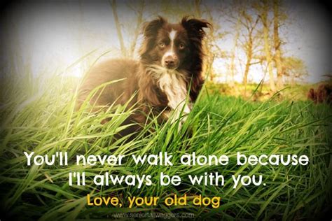 17 Best Images About Old Dog Quotes On Pinterest Miss