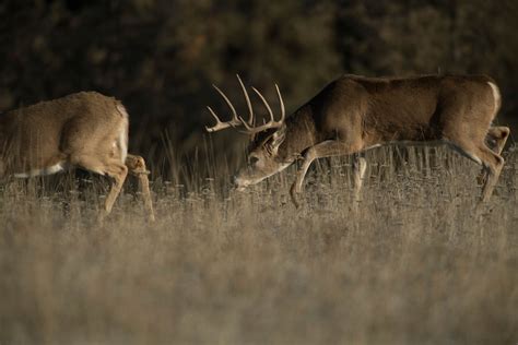 Deer Gestation Period Explained Field And Stream