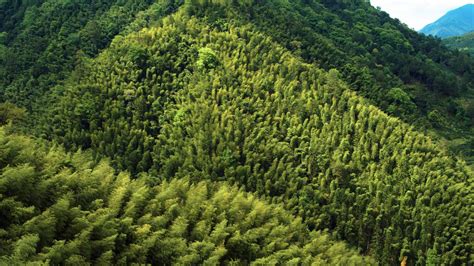 Chinas Flora Tour Bamboo Forests Cgtn