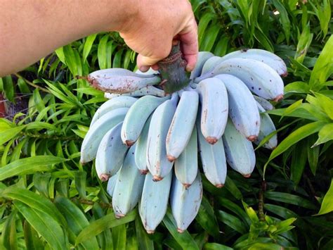 These Incredible Blue Java Bananas Taste Just Like Vanilla Ice Cream