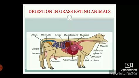 Digestion In Grass Eating Animals Ctet Paper 2 Youtube