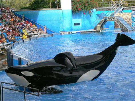 Tilikum’s Gallery – Inherently Wild