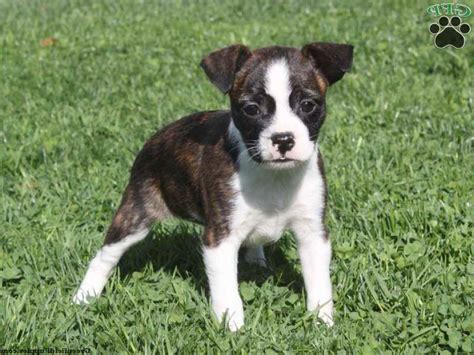 Boston Terrier Mix Puppies For Sale Petsidi