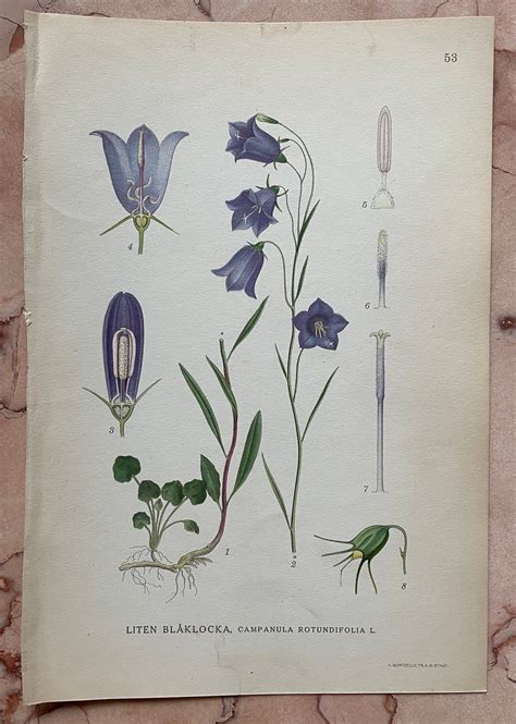 Vintage Botanical Print Botanical Art Antique Flower Print Etsy