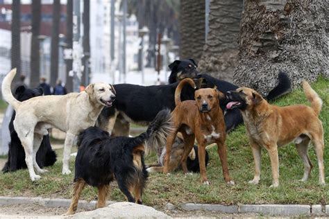 Intendencia Lanzó Programa Para Reubicar 500000 Perros Callejeros En