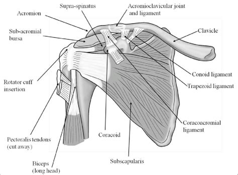 Anatomy Lab Practical 1 Shoulder Ligament Model Anterior View Images