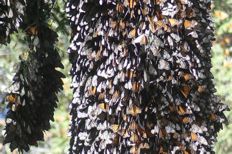 stunning trip to monarch butterfly overwintering sites in michoacán mexico feb 2020