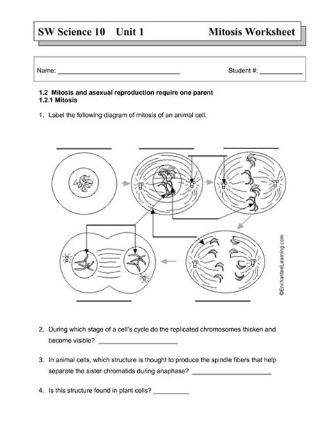 Sister chromatids, centromere, chromosome, chromosome arm. Worksheets, Mitosis and Division on Pinterest