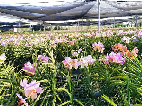 An Orchid Farm In Bulacan Makes The Luxury Plant Available For All